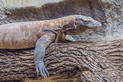 Close-up of a lizard