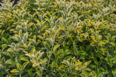 Full frame shot of corn field
