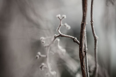 close-up