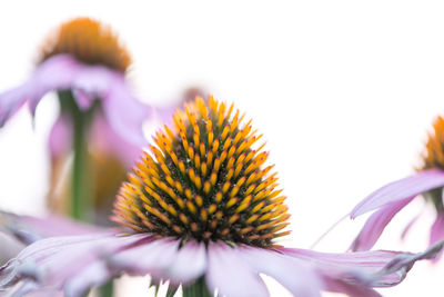 Close-up of fresh purple coneflower blooming outdoors