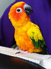 Close-up of parrot perching