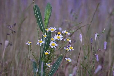 Close-up of white flowering plant on field