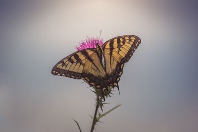 Close-up of butterfly pollinating on flower