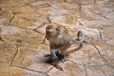 High angle view of sitting on rock