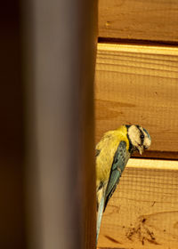 Bird perching on wood against wall