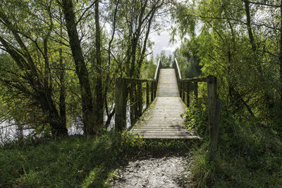 Footpath amidst trees in forest