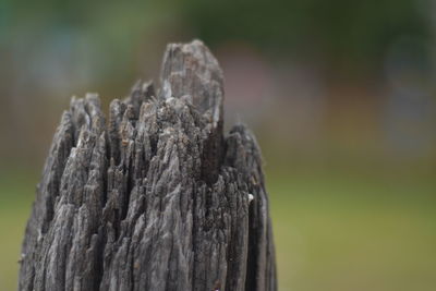 Close-up of tree stump