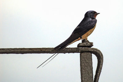 Bird perching on pole against sky