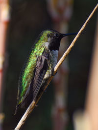 Close-up of bird perching on branch