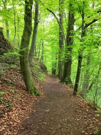 Footpath passing through forest