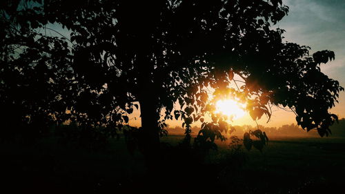 Silhouette trees on landscape at sunset