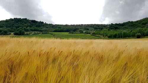 Scenic view of agricultural field against sky