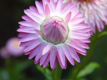 Close-up of pink flower