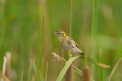 Close-up of bird perching on a plant