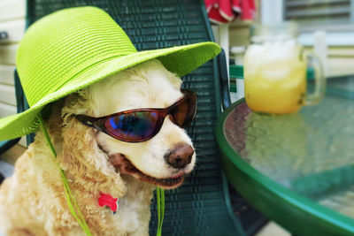 Close-up of cocker spaniel wearing green hat and sunglasses on chair