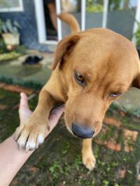 Close-up of hand holding dog