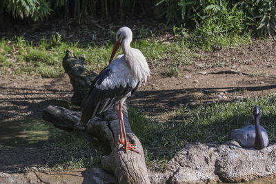 Bird perching on field by tree