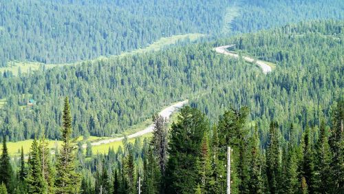 Pine trees in forest