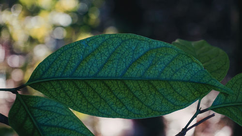 Close-up of green leaves