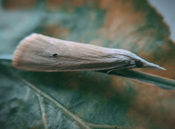 Close-up of mushroom