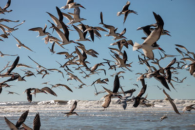 Flying black skimmer terns rynchops niger over the water of clam pass in naples, florida.