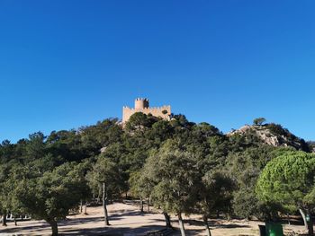 Trees and plants against clear blue sky