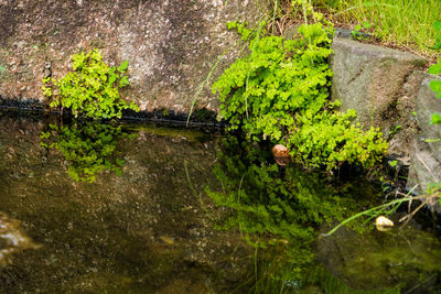 High angle view of plants in lake