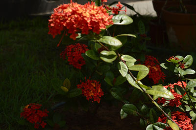 Close-up of red flowers blooming outdoors