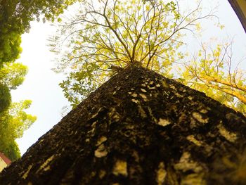 Low angle view of tree against sky