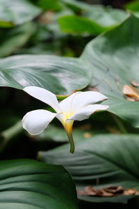 Close-up of white flower blooming outdoors