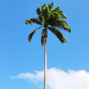 Low angle view of palm tree against blue sky