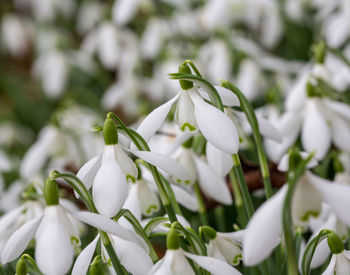 Close-up of white flowers blooming outdoors