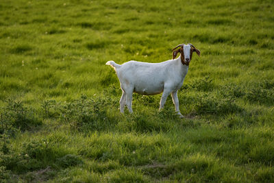 Boer goat at