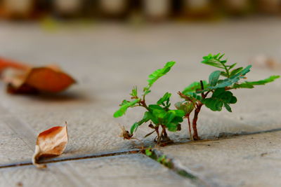 Close-up of leaves on plant