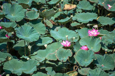 Close-up of pink lotus water lily in lake