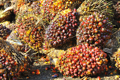 Close-up of fruits on field