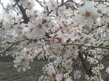 Close-up of white cherry blossoms in spring