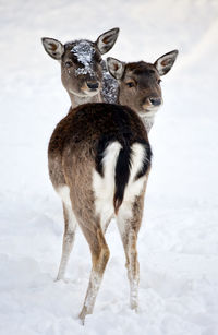 Close-up of deers standing on snow covered land