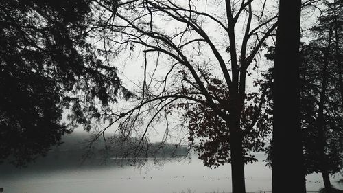 Silhouette of tree in forest