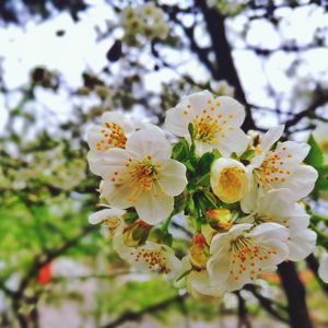 Close-up of apple blossoms in spring