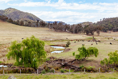 Scenic view of trees on field against sky