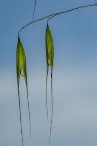 Close-up of plant against blue sky