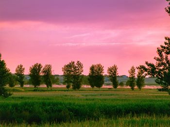 Scenic view of agricultural field against sky during sunset