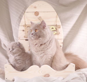 Portrait of cat relaxing on bed at home