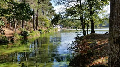 Scenic view of lake in forest