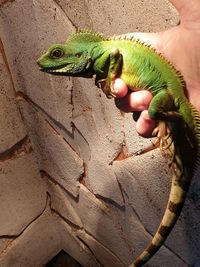 Human hand holding leaf