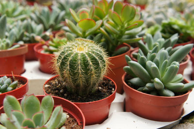 Close-up of succulent plant