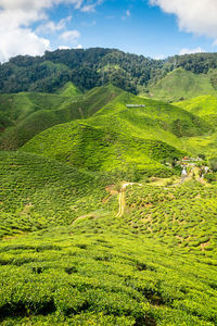 Tea plantation green fields of cameron highlands, malaysia, vertical composition