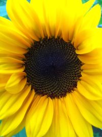 Close-up of sunflower blooming outdoors