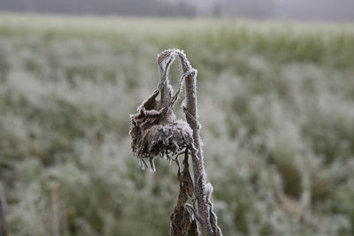 Close-up of dead tree on field